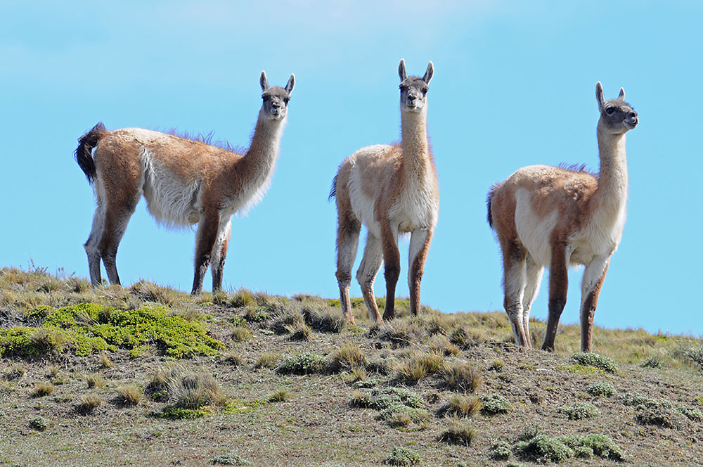 chile-guanako.jpg