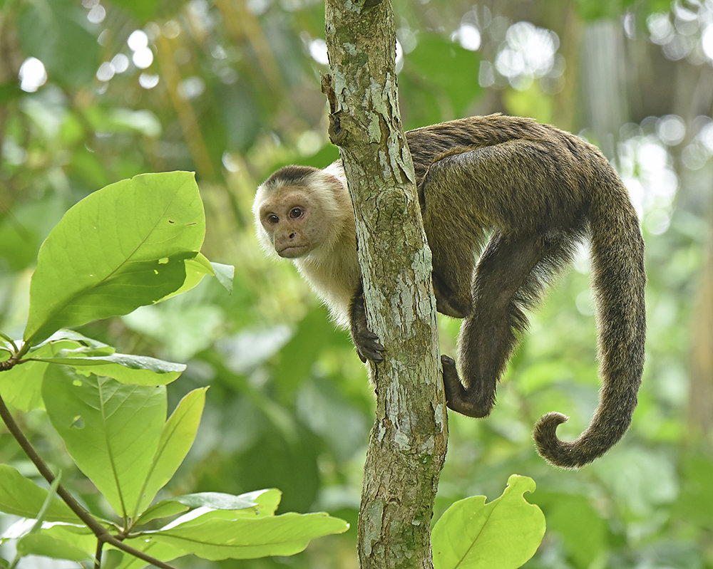 Wildlife-Costa-Rica.jpg